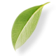 hojita verde terre